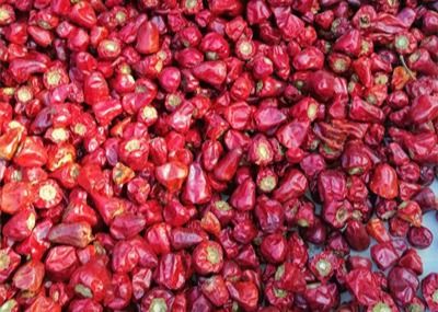 Le GMP a séché les piments rouges poivre le poivre de lanterne déshydraté par 2CM durée de conservation de 2 ans