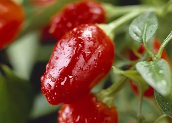 Piments ronds séchés avec une saveur épicée à chaleur intense