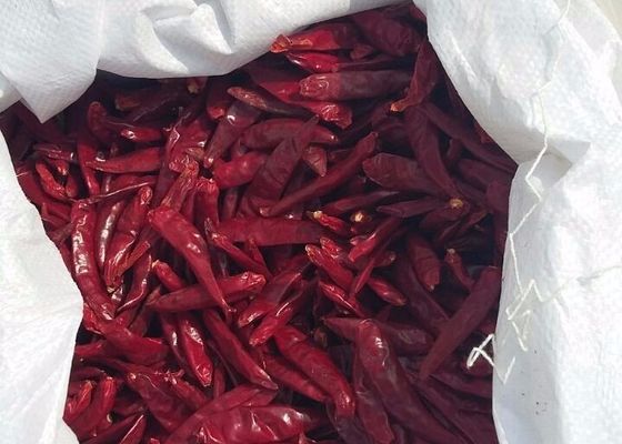 Les petits piments rouges de Tianjin, épicés, riches en vitamine C, nutritifs et délicieux