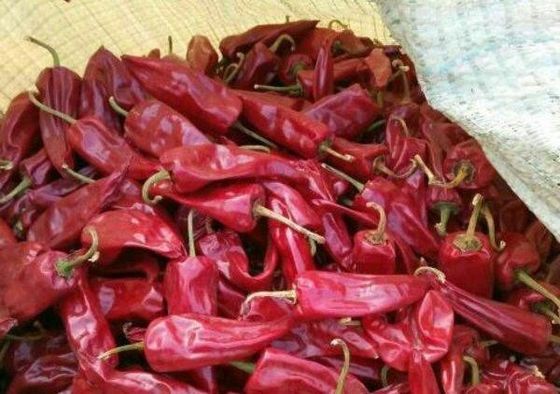 Yidu sec Chili With Stem Grade A a séché les cosses rouges du Chili