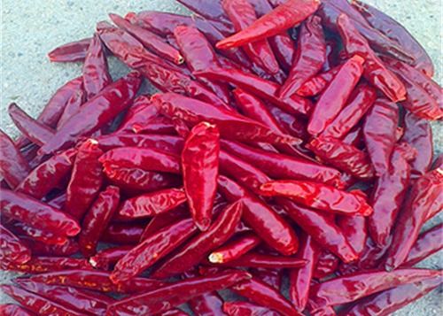 L'ANNONCE acaule a séché des oiseaux observent des piments 20000 SHU Red Chilli Peppers