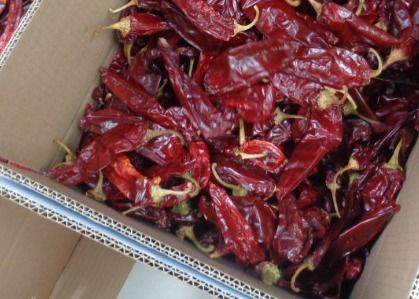 Piments rouges de Jinta 0,3% emballages de Max Impurity Strong Pungent Flavor 25KG