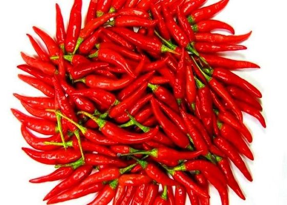 Nouvelle culture japonaise sans tiges Oeil d'oiseaux séchés Piment paprika de qualité A