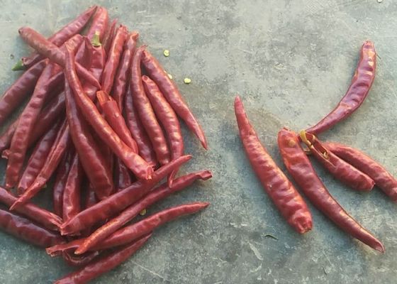 Piments simples haut SHU Spicy HACCP de Herb Dried Whole Tianjin Red