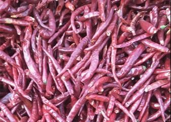 Piments simples haut SHU Spicy HACCP de Herb Dried Whole Tianjin Red