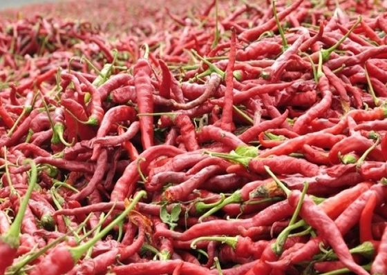Assaisonnements déshydratés d'épices et d'herbes de Paprika Dried Red Chilli Peppers de légumes