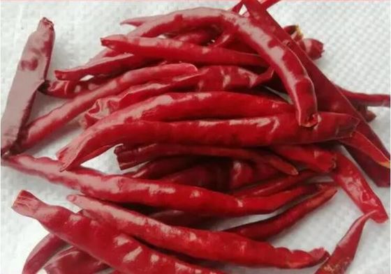 Chaotian a séché les piments rouges entiers Tianjin Chili Dehydrated de piments rouges