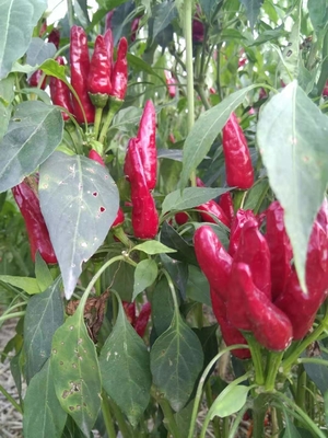 Le piment rouge sec par certificat de BRC poivre la saveur 10000-90000shu piquante