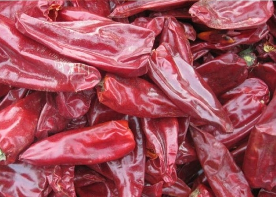 8000 piments de Beijinghong Jinta de poivre de SHU Natural Yidu Chili Red