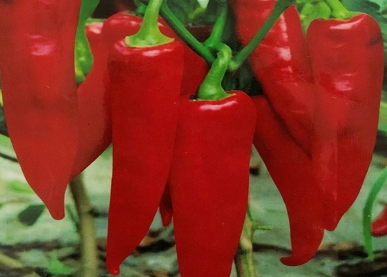 CERTIFICATS CACHERS de FDA organiques HACCP BRC de piments de Yidu Chili Red Pepper Beijinghong Jinta