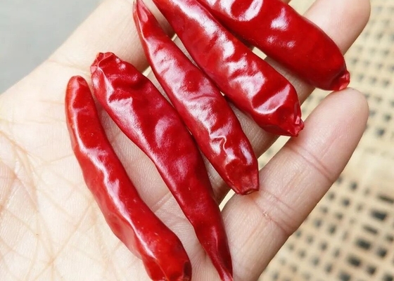 Tianjin Tien Tsin Dried Red Chilli poivre pour faire cuire l'ingrédient
