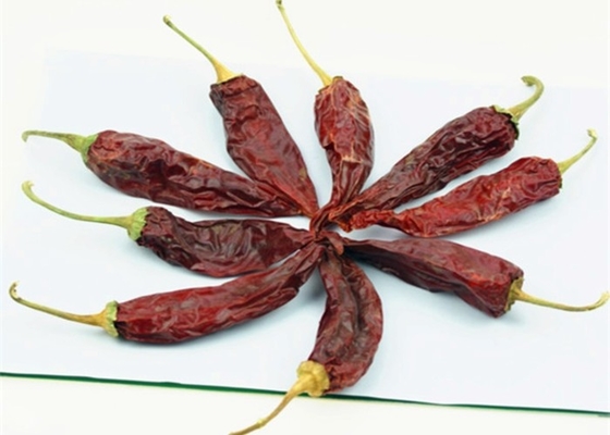 10 - 20 cm de piment rouge Jinta 8000-12000SHU pour les marinades et la cuisson