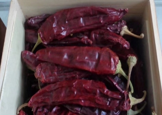 Nouvelle culture 220 ASTA Paprika Sweet Red Pepper Pungent Guajillo Chili Peppers 12-18 cm