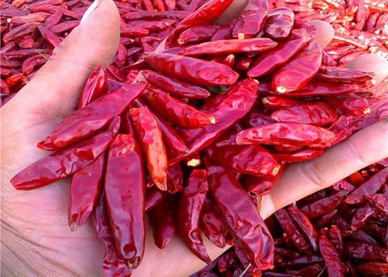 20000 SHU Dried Chinese Chilis Vacuume emballant les piments épicés de Chaotian/Tianjin