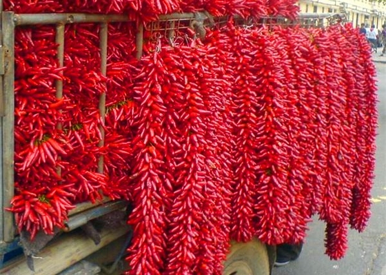 20000 SHU Dried Chinese Chilis Vacuume emballant les piments épicés de Chaotian/Tianjin