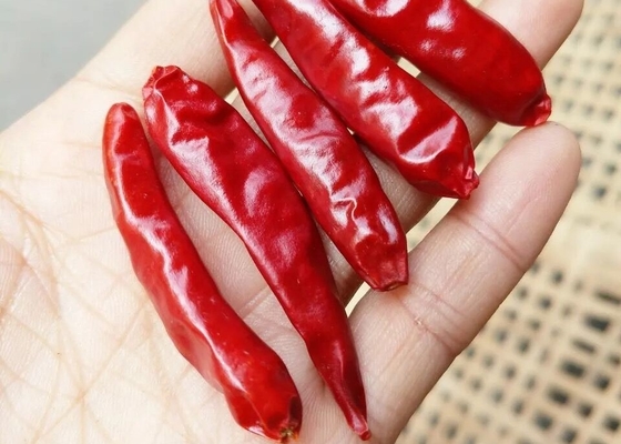 Chilli chaud coupé sans tiges pour la cuisine du Sichuan