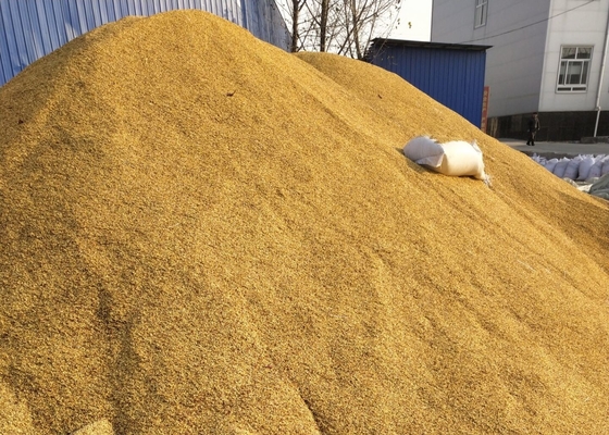 SHU5000-15000 Graines de piment hybrides Tianjin ou Yidu séchées pour poudre d'épices