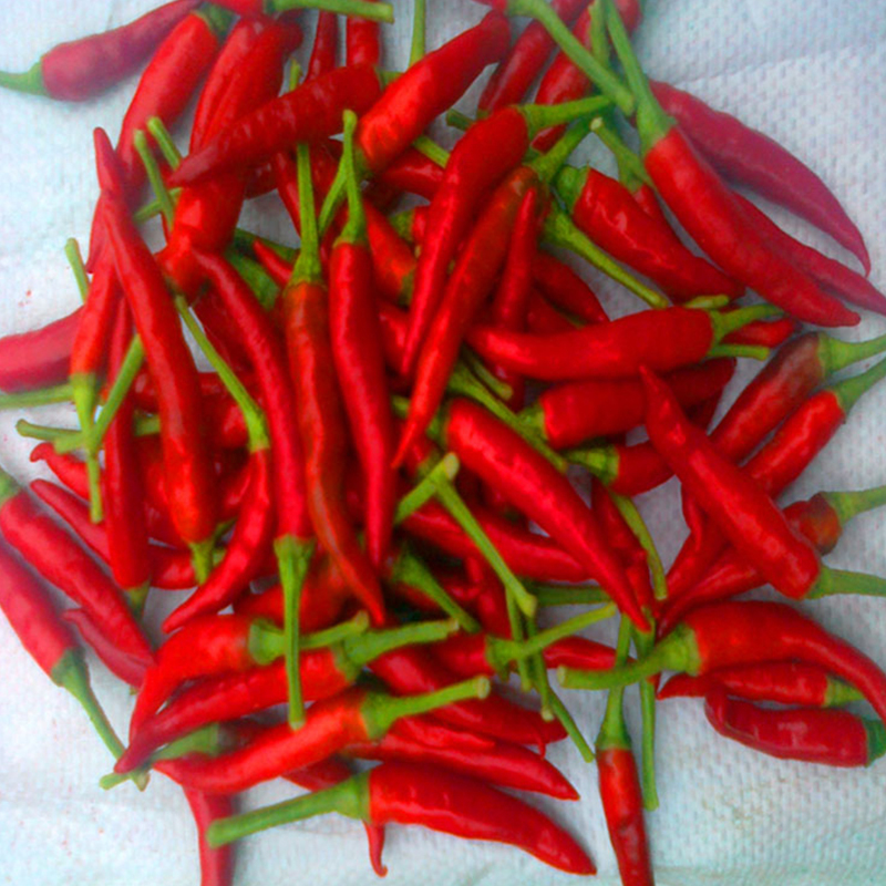 Contrôlé par l'humidité à 14% Max Piments chauds 4-7 cm de qualité supérieure