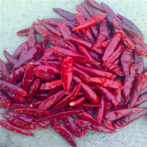 HACCP Piments secs chinois Faits nutritionnels riches en vitamine C Longueur 4-14 Cm