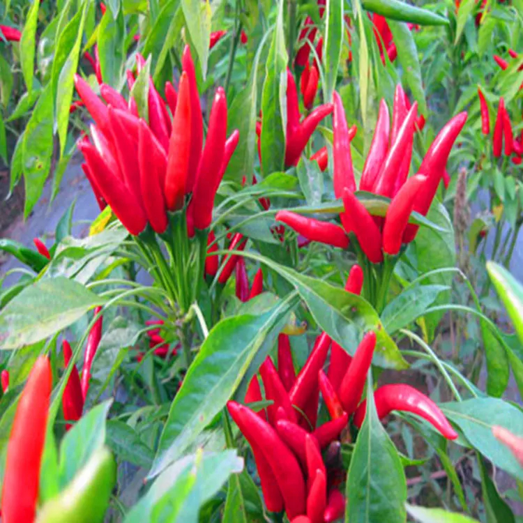 Piment chaud piquant 10 000 SHU Piments rouges séchés Piments forts piquants