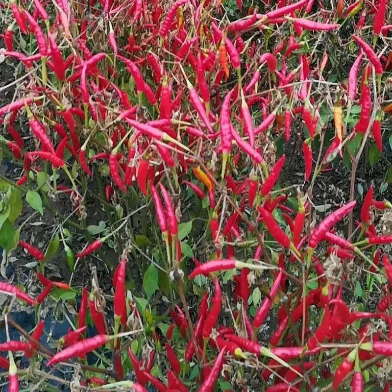 Conservation à l'air frais et sec Poivrons rouges séchés avec 12% d'humidité max Impureté 1%