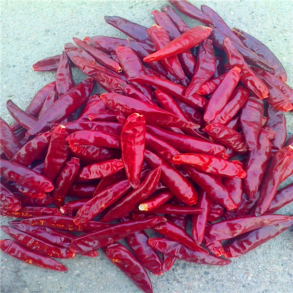 Les piments rouges de Tianjin en vitamine C cultivés dans les champs de piments de Tianjin à température ambiante