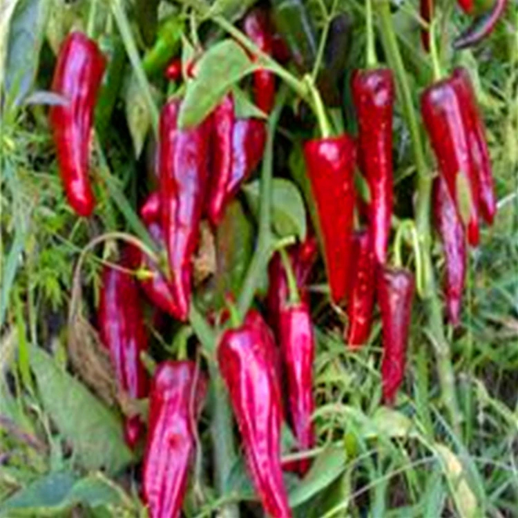 1 kg d'oeil d'oiseau séché, piment épicé