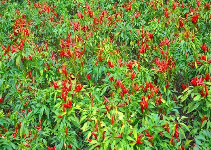 Les semences de piment thaï finiment séchées à l'air sont destinées à la production à grande échelle.