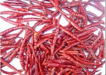 Piments secs chinois épicés pour le stockage dans un endroit frais et sec